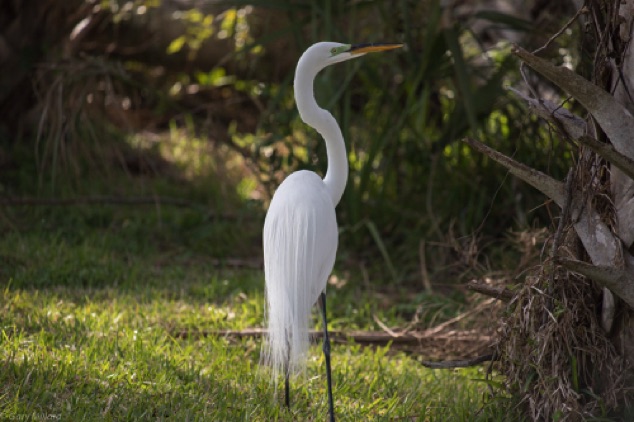 Great Egret on Shore
Venice Area Audubon Rookery
Venice Florida